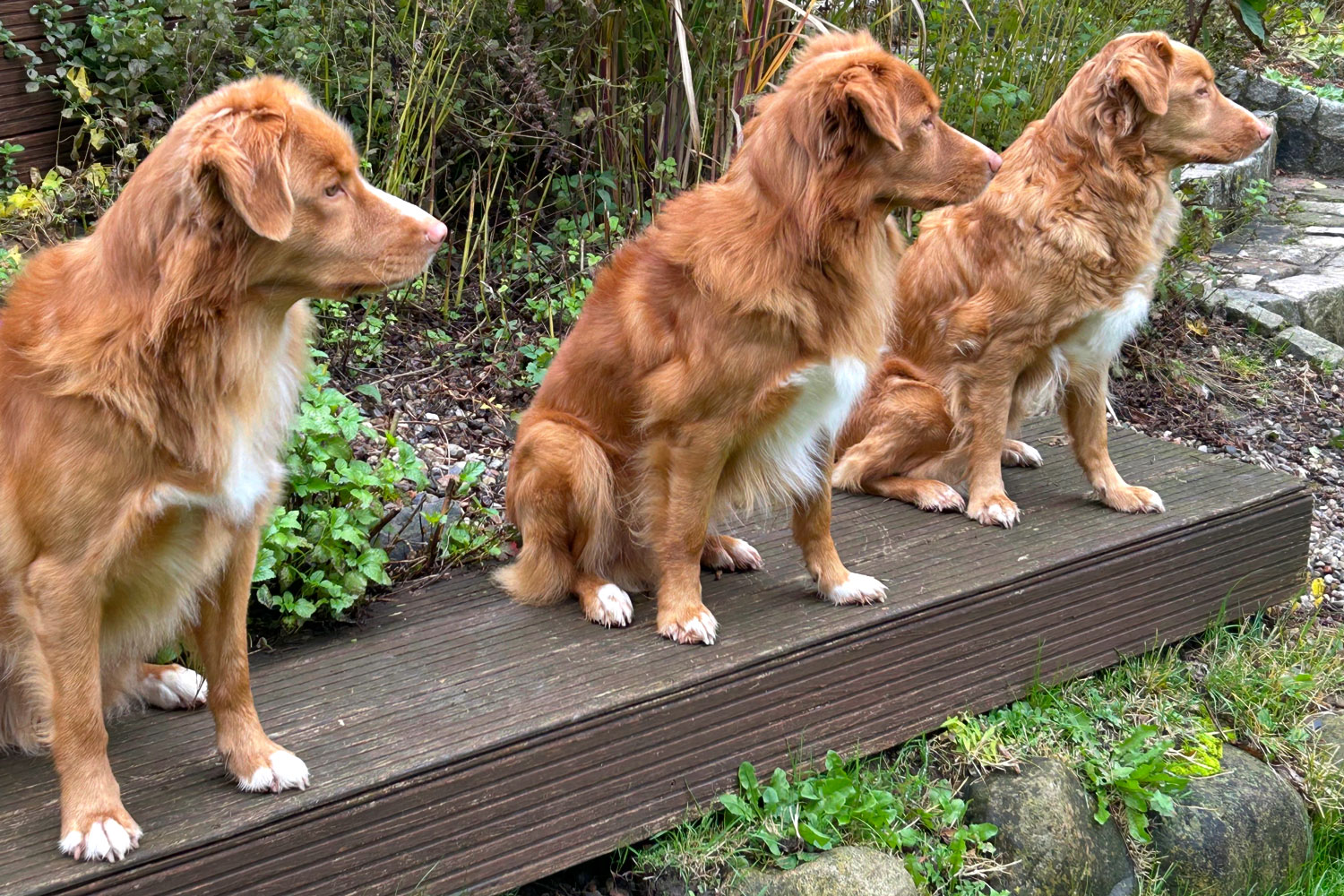 Sprachen beim Amtskulturring Langballig e.V.
